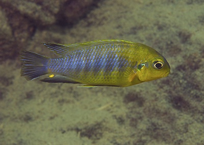 Tropheops sp. 'yellow chin' Same Bay